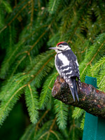 Juvenile Great Spotted Woodpecker