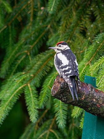 Juvenile Great Spotted Woodpecker