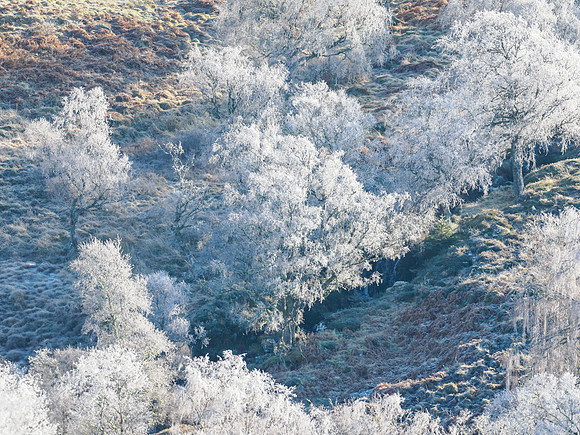 Frosty Trees and Mist