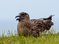 Bonxie