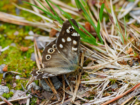 20240721-Glen Cannich-OM013751