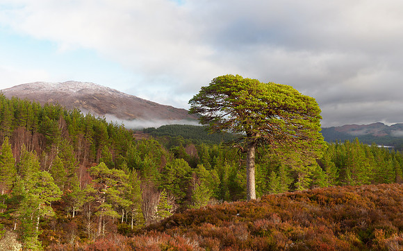 Not So Lonesome Pine