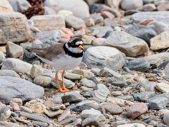 Ringed Plover (Charadrius hiaticula)