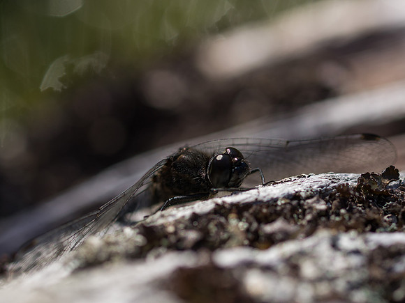 Glen Affric Close-up