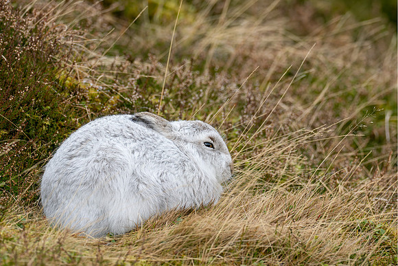 Mountain Hare