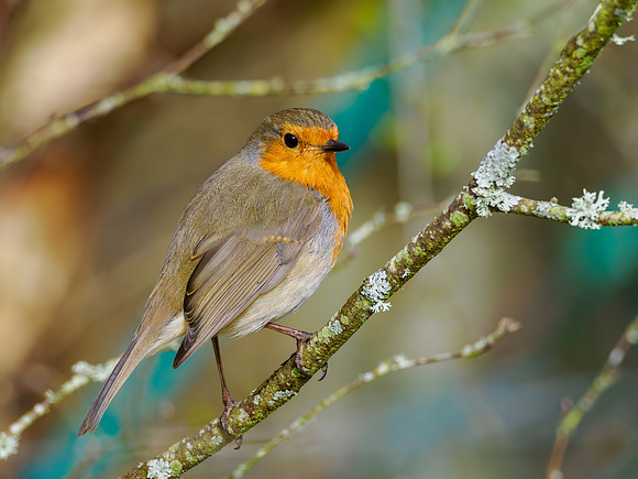 Sunny Robin