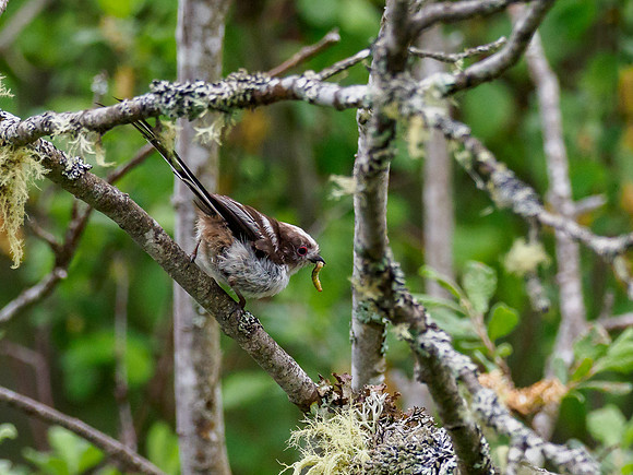 Long-tailed Tit