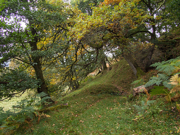 Woodland Walk