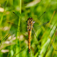 Female Ruddy Darter (Sympetrum sanguineum)