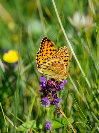 Dark Green Fritillary (Speyeria aglaja)