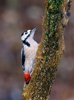 Great Spotted Woodpecker