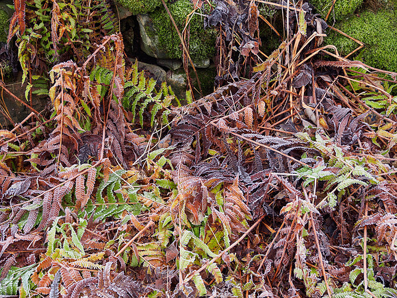 Bracken Pattern