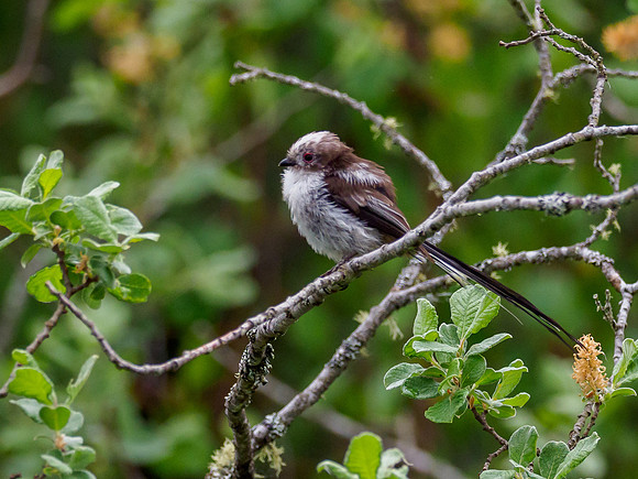 Long-tailed Tit