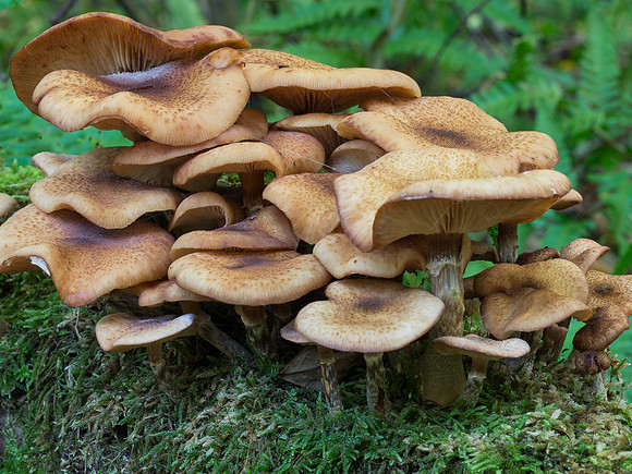 Fungi