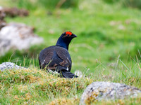 Black Grouse (Tetrao tetrix)