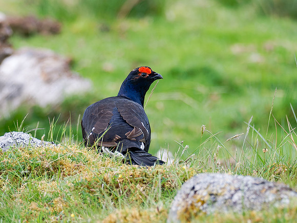 Black Grouse (Tetrao tetrix)