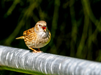 Gatekeeper