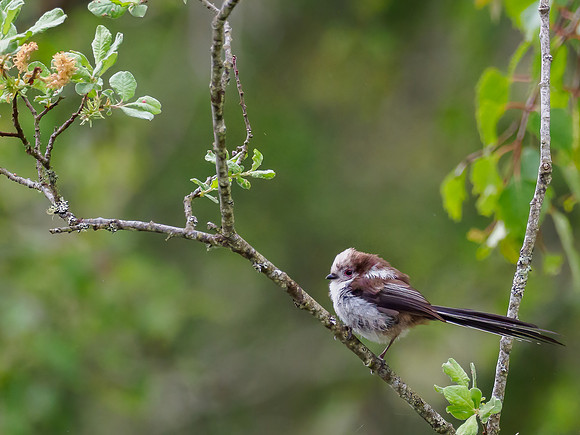 Long-tailed Tit