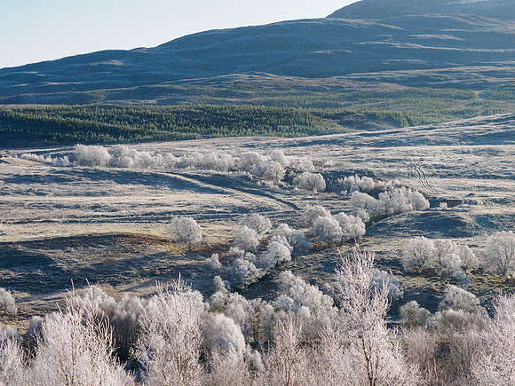 Frosty Trees and Mist