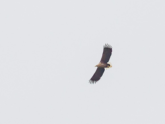 White Tailed Eagle