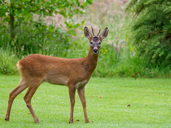 Roe Buck