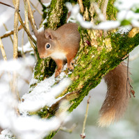 Red Squirrel