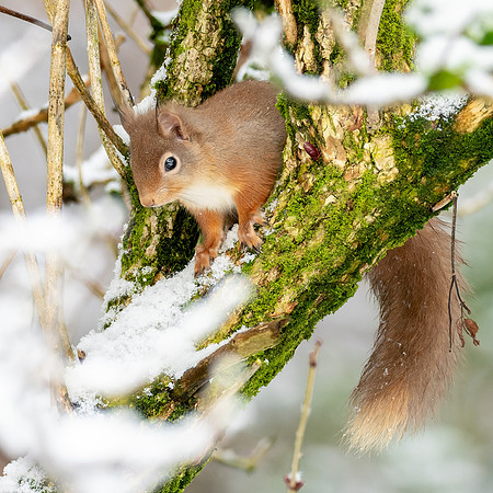 Red Squirrel
