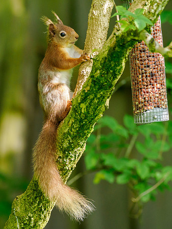 Red Squirrel