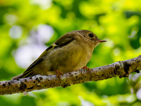 Juvenile Goldcrest