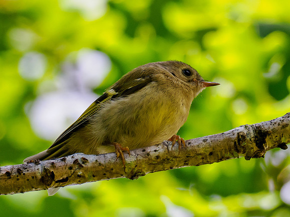 Juvenile Goldcrest