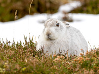 Mountain Hare