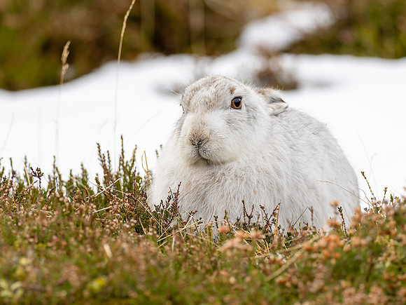 Mountain Hare