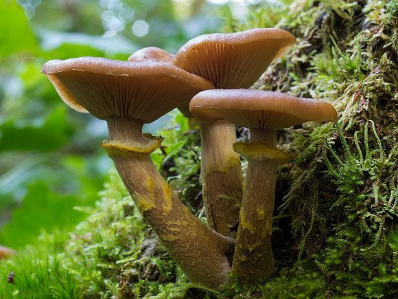 Fungi