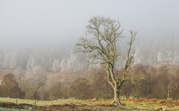 Frosty Trees and Mist