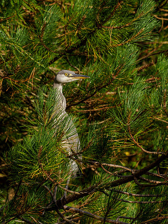 Heron in Hiding