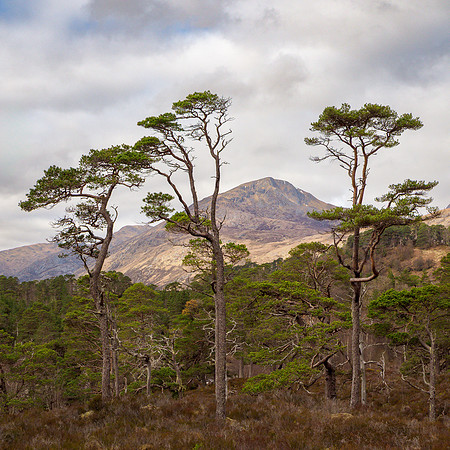 River Affric Walk