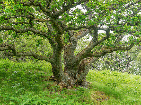 20240526-Roshven Trip-M12A8813-ORF_XDS