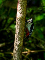Great Spotted Woodpecker in the Shadows