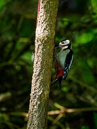 Great Spotted Woodpecker in the Shadows