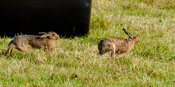 Brown Hare (Lepus europaeus)