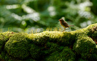 Robin on a Mossy Wall