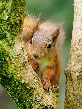 Quite Cute