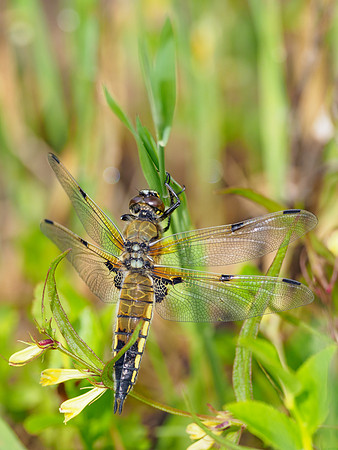 Four Spotted Chaser (Libellula quadrimaculata)