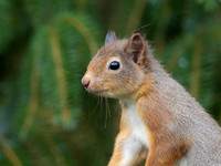 Squirrel Portrait