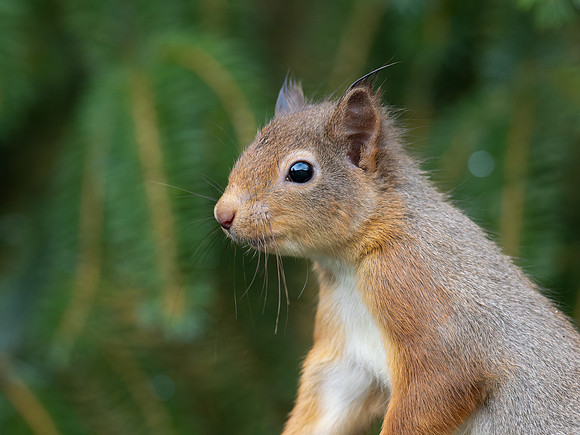 Squirrel Portrait