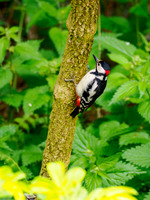 Great Spotted Woodpecker (Dendrocopos major)