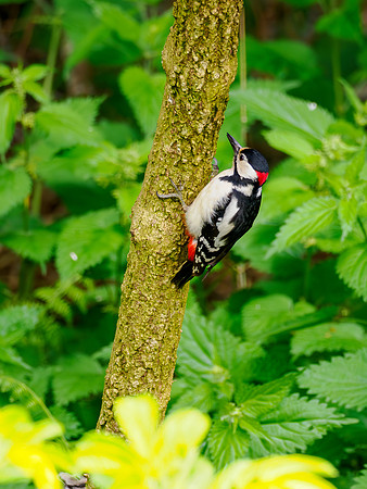 Great Spotted Woodpecker (Dendrocopos major)