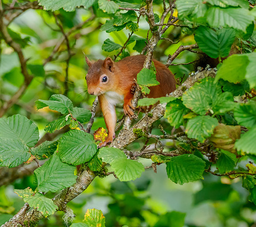 Red Squirrel (Sciurus vulgaris)