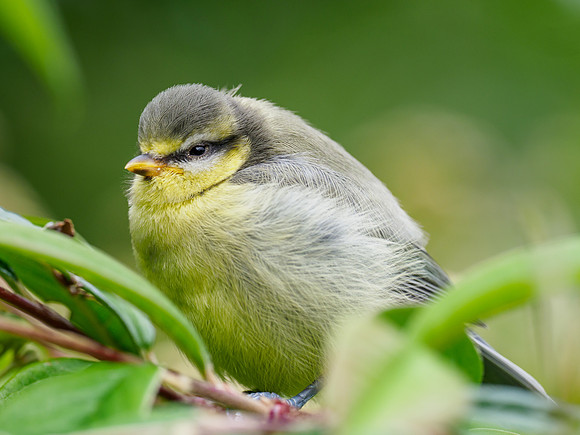 Blue Tit Chick