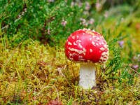 Fly Agaric (Amanita muscaria)